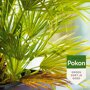 Pokon Tegen Hardnekkige Insecten Spray